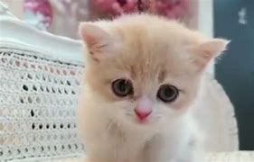 Image result for Cute Cat Reaction