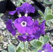 Image result for Primula marginata Coerulea