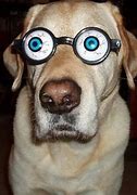 Image result for Dog Ate Glasses Funny