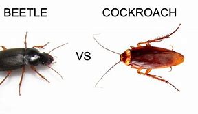 Image result for Beetle vs Cockroach