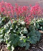 Bildergebnis für Heuchera Shimmer