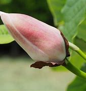 Résultat d’images pour Magnolia Southern Belle