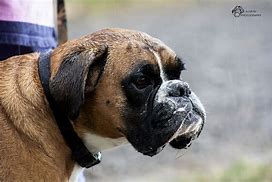 Image result for Boxer Dog Head