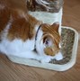 Image result for Pets Cat Scratcher