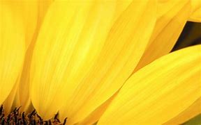 Image result for yellow