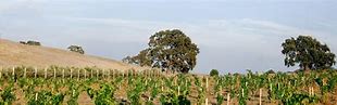 Image result for Bonny Doon Aglianico Brown