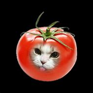 Image result for Tomato Cat Meme