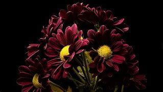 Image result for Chrysanthemum Black Wallpaper