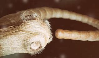 Image result for tapeworm