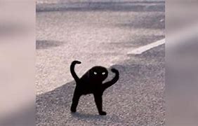 Image result for Black Cat Leg Meme