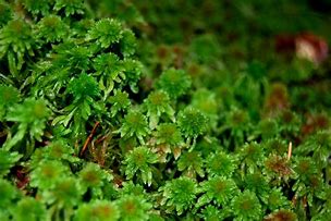 Image result for Live Sphagnum Moss
