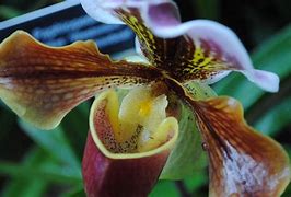 Image result for Orchid Fruit
