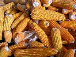 Image result for Small Yellow Grain