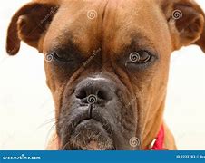 Image result for Annoyed Dog Face