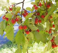 Image result for Chinese Cherry Apple