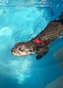 Image result for North American Otter