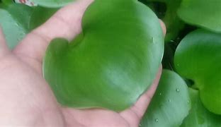 Image result for aguacap