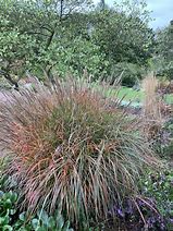 Miscanthus sinensis Purple Fall ® に対する画像結果