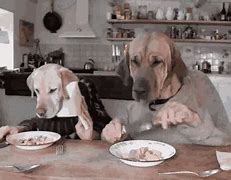 Image result for Dog Dinner Funny