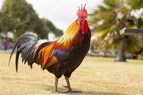 Image result for Le Coq Animal