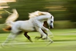 Image result for Panning Photography