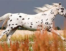 Image result for Top 10 Rare Horse Breeds