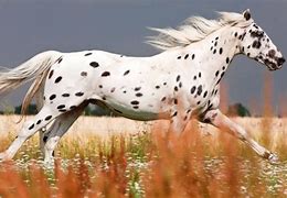 Image result for Most Rarest Horse Breed