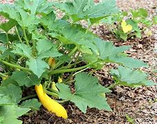 Image result for Yellow Crookneck Squash Plant