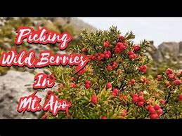 Image result for Wild Berries in Mt. Apo