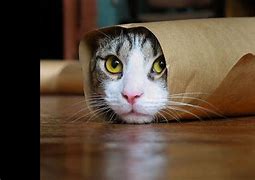 Image result for funniest cats videos