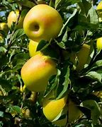 Image result for Golden Delicious Apple Tree
