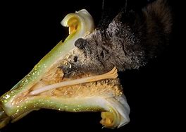 Image result for Pollinator Bats