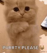 Image result for Pretty Please Funny