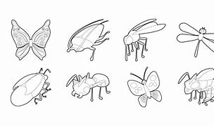 Image result for Insect 3-Dimensional Outline