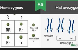 Image result for Homozygous and Heterozygous Alleles