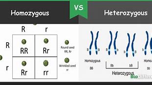 Image result for Homozygous and Heterozygous Eukaryotic Cell