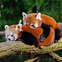 Image result for A Red Panda
