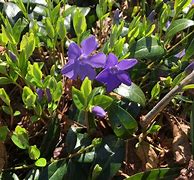 Image result for Common Periwinkle