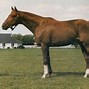 Image result for Bold Ruler Foals