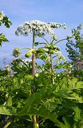 Image result for Wisconsin Poisonous Plants