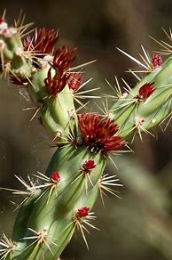 Image result for Chimoya Cactus Arizona