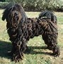 Image result for Weird Dogs