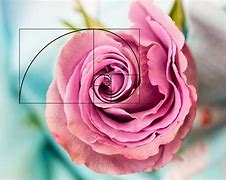 Image result for Golden Ratio Flora Collage