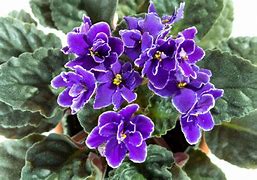Image result for Show African Violets