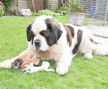 Image result for St Bernard's and Cats