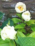 Image result for Paeonia wittmanniana
