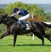 Image result for Thoroughbred Before and After Racing