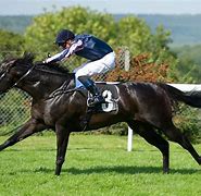 Image result for Thoroughbred Horse Racing Pictures