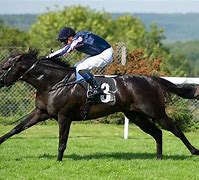 Image result for Thoroughbred Race Horse Racing