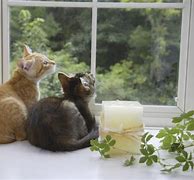 Image result for Kitten Looking Out Window